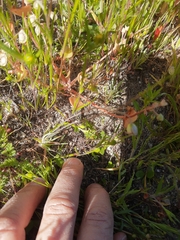 Hesperomecon linearis