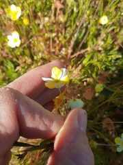 Hesperomecon linearis