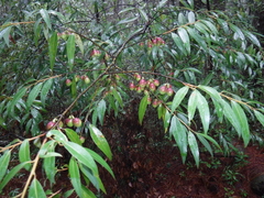 Litsea glaucescens