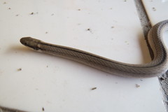 Psomophis genimaculatus