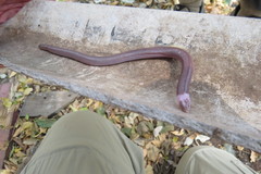 Amphisbaena camura