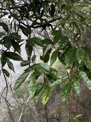 Itea