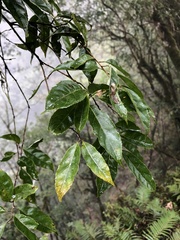 Itea