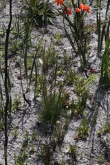 Knowltonia tenuifolia