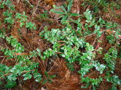 Vaccinium confertum