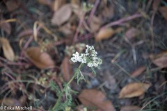 Achillea millefolium