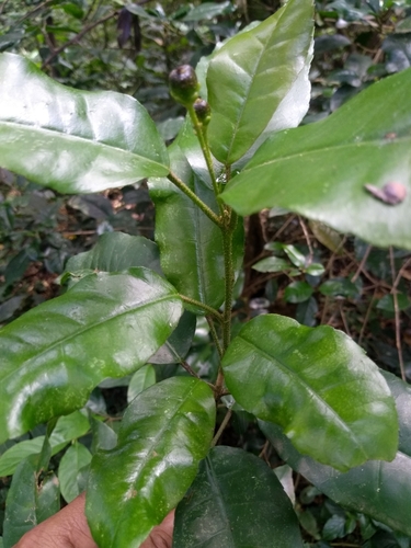Croton alienus