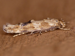 Mompha stellella
