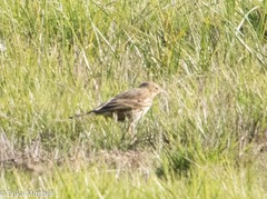 Anthus pratensis
