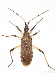 Dicranocephalus setulosus