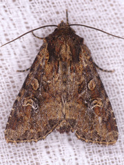 Helotropha reniformis