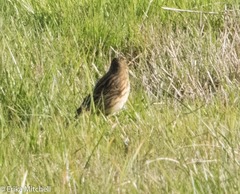 Anthus pratensis