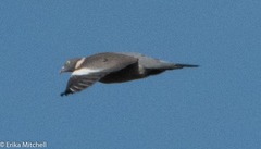 Columba palumbus