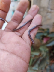 Enulius flavitorques