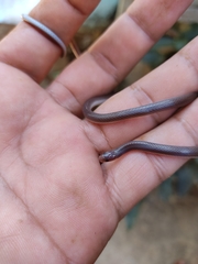 Enulius flavitorques