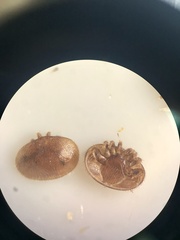Varroa destructor