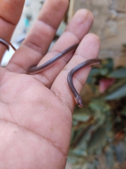Enulius flavitorques