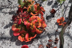 Crassula capensis