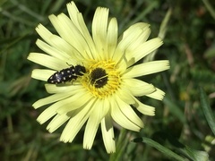 Acmaeodera octodecimguttata