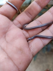 Enulius flavitorques