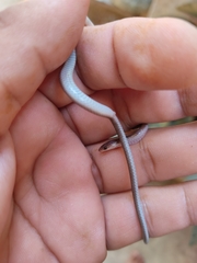 Enulius flavitorques