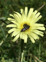 Acmaeodera octodecimguttata