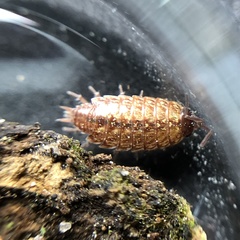 Philoscia muscorum