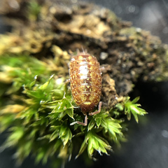 Philoscia muscorum