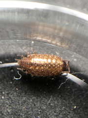 Philoscia muscorum