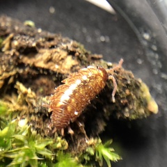 Philoscia muscorum