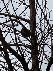 Passer domesticus