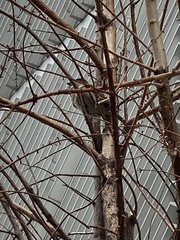 Passer domesticus
