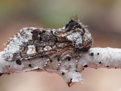 Psaphida thaxterianus