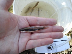 Chrosomus cumberlandensis