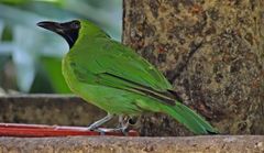 Chloropsis sonnerati