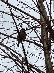 Passer domesticus