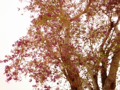 Securidaca longepedunculata