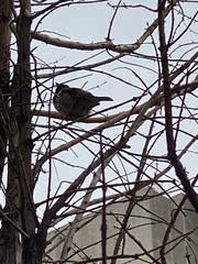 Passer domesticus
