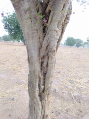 Securidaca longepedunculata