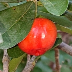 Malpighia glabra