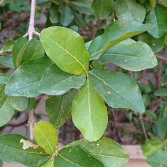 Malpighia glabra