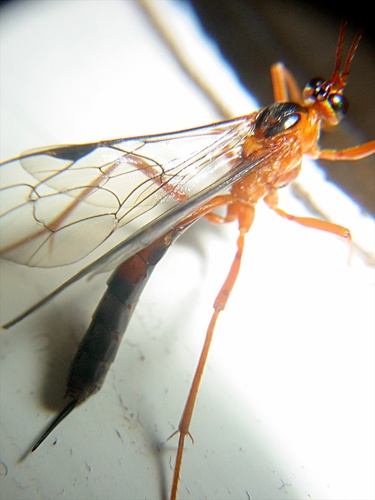 Netelia ephippiata photo 3
