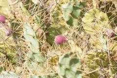 Opuntia stricta