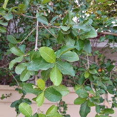 Malpighia glabra