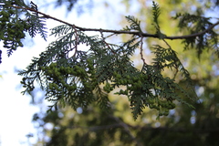 Thuja occidentalis