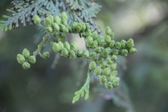 Thuja occidentalis