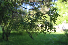 Thuja occidentalis