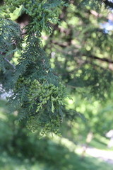 Thuja occidentalis