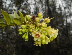 Symphysia alainii