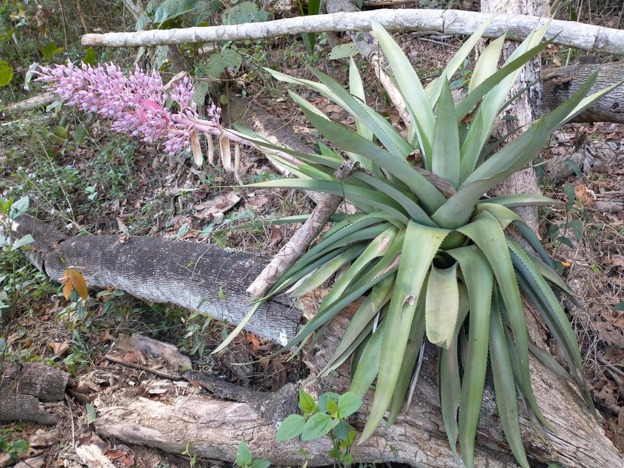 Portea petropolitana